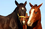 Veterinary Scope - Horses